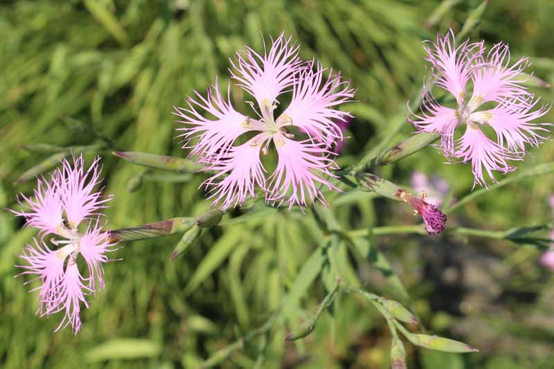 A close up horizontal image of pink fringed Dianthus superbus growing in the garden pictured on a soft focus background.
