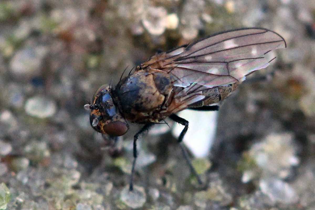 A close up horizontal image of an adult shore fly on the surface of the soil.