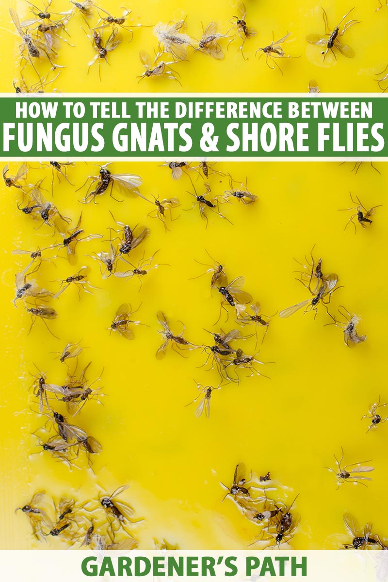 A close up vertical image of a yellow sticky trap with a variety of different insects trapped on it. To the top and bottom of the frame is green and white printed text.
