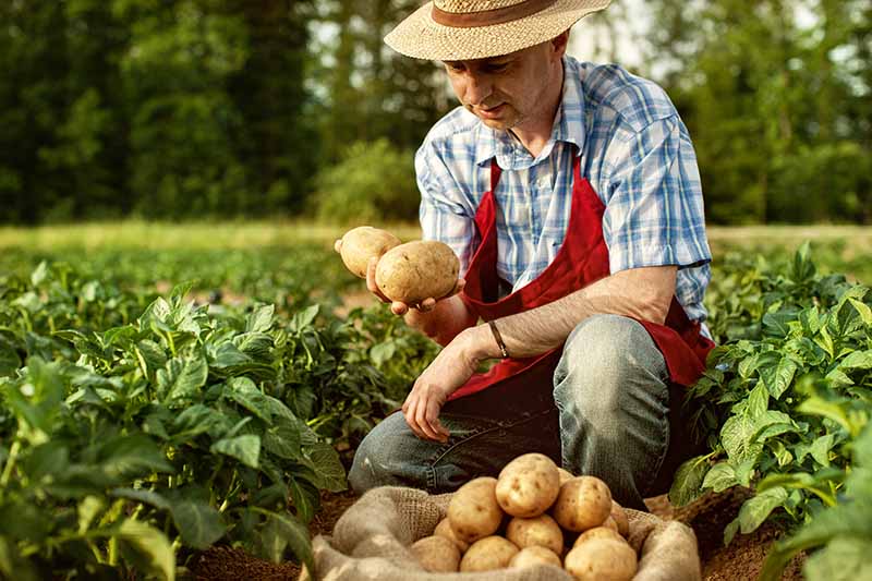 A close up horizontal image of a gardener examining his freshly dug root crops out in the field.