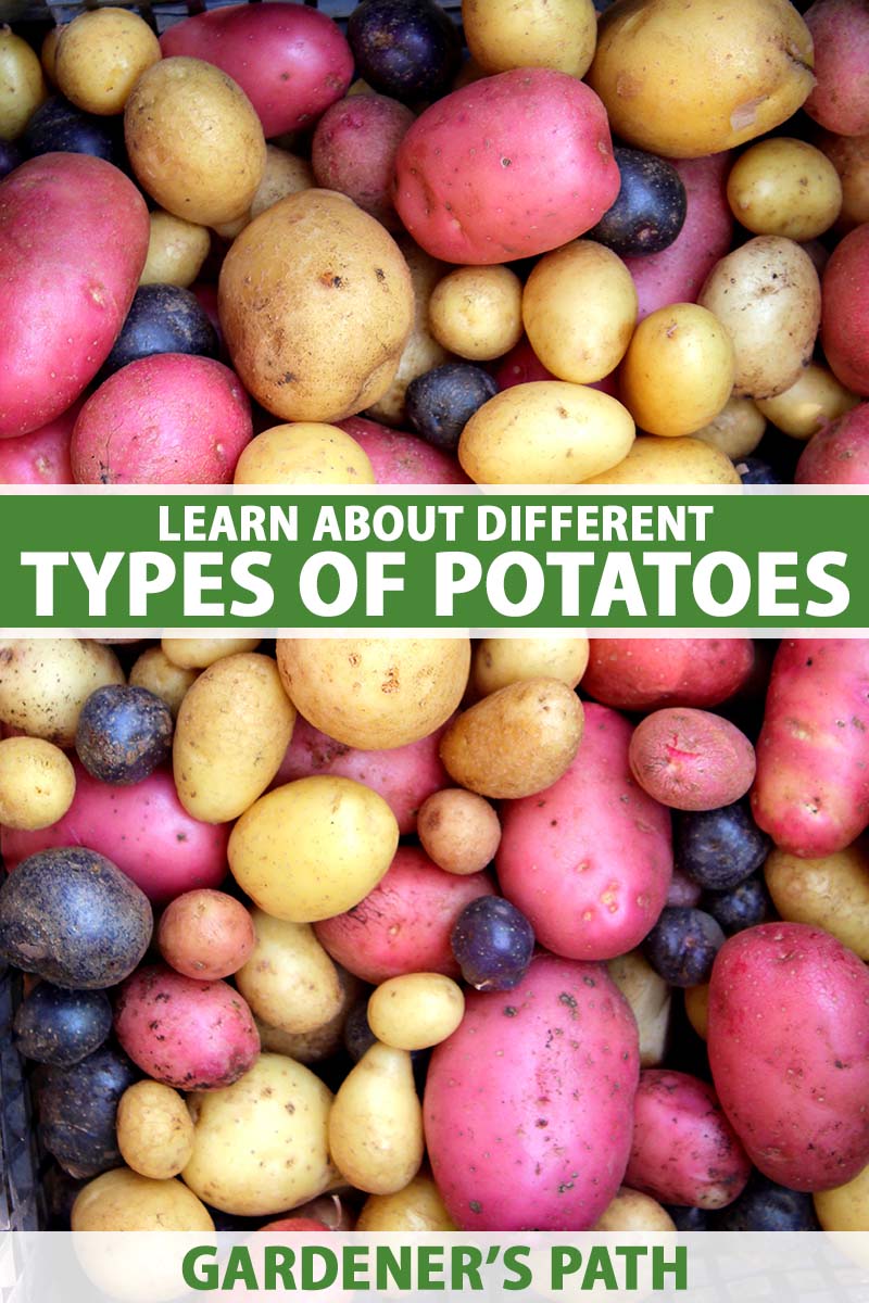 A close up vertical image of a pile of different colored potatoes. To the center and bottom of the frame is green and white printed text.