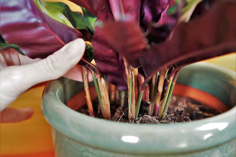 A close up horizontal image of a hand from the left of the frame showing the stems of a rattlesnake plant growing in a ceramic pot.