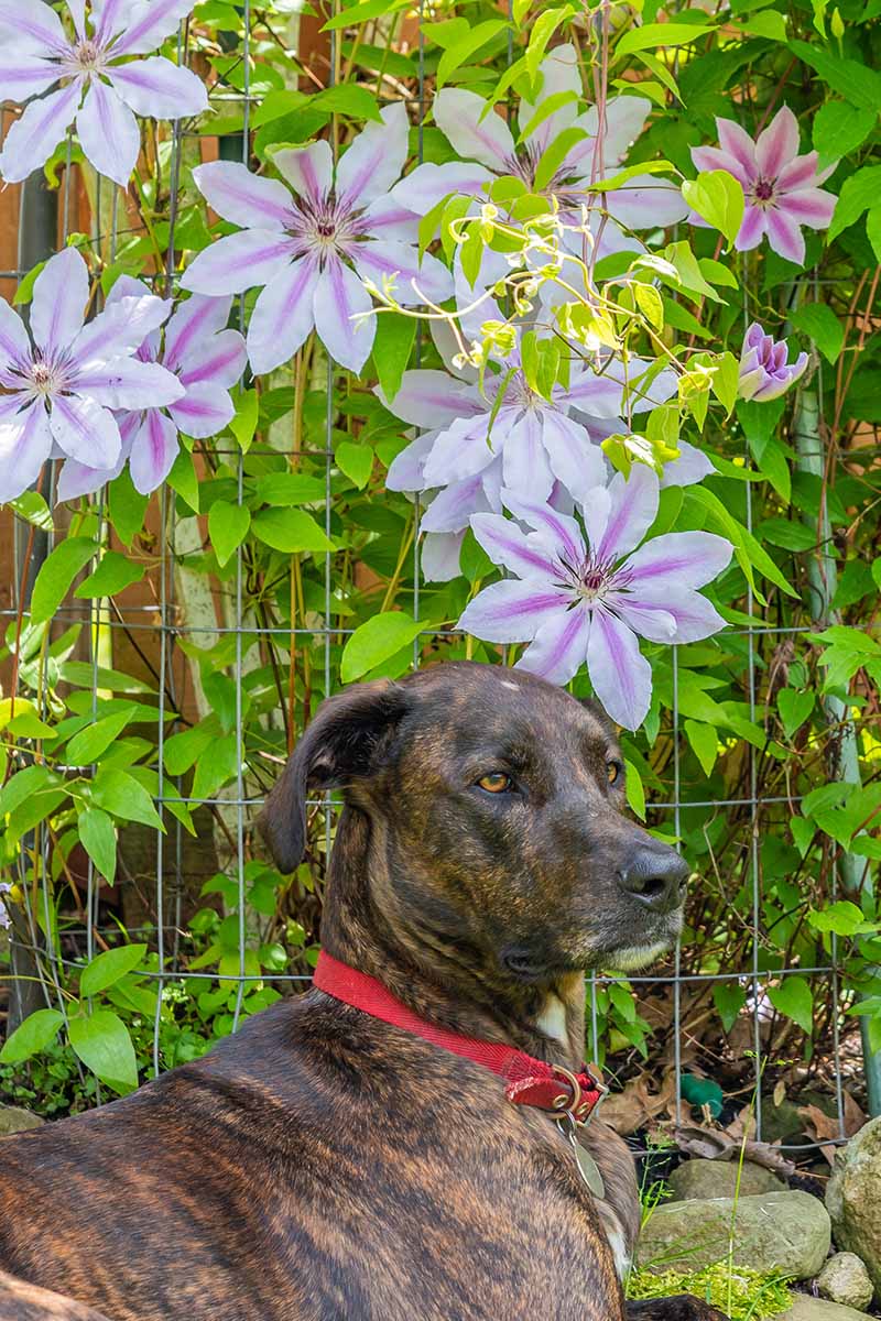 A close up vertical image of a brindle dog with a red collar sitting underneath a flowering clematis vine.