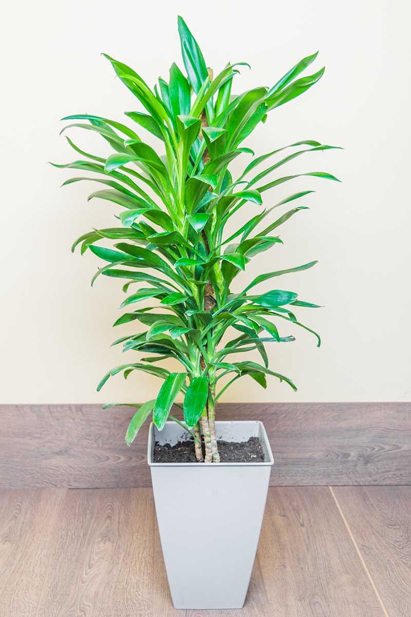 A close up vertical image of Dracaena draco growing in a pot set on a wooden surface.