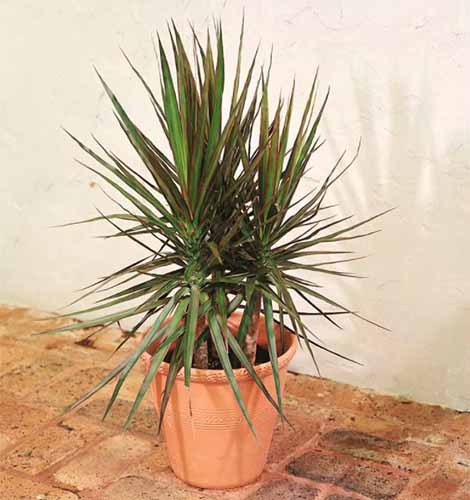 A close up square image of a small Dracaena marginata plant growing in a terra cotta pot set on a brick surface.