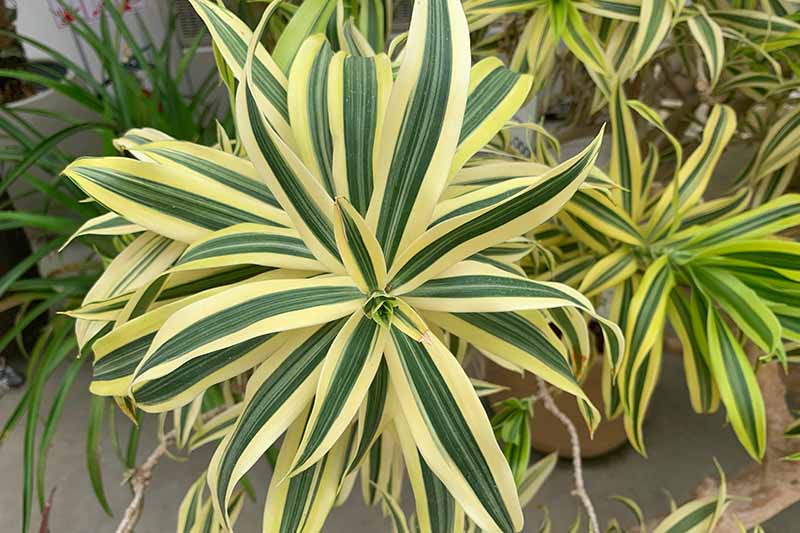 A close up horizontal image of Dracaena reflexa plants with variegated foliage growing in pots outdoors.