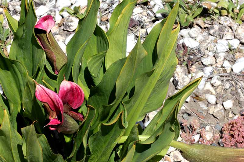 A close up horizontal image of calla lilies with brown tips on the foliage and the flowers drooping, pictured in bright sunshine.