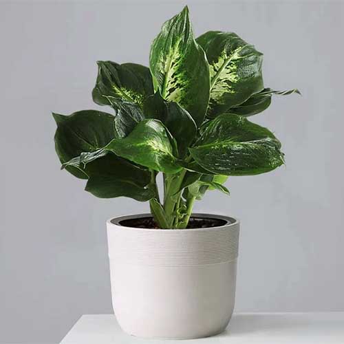 A close up square image of a dumb cane with variegated leaves growing in a white pot set on a white side table.