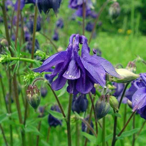 A close up square image of purple European columbine flowers growing in the garden pictured on a green soft focus background.