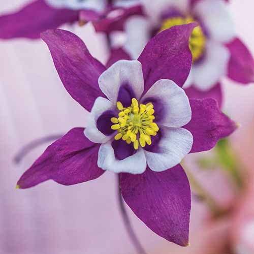 A close up square image of Aquilegia 'Early Bird Purple and White' flower pictured on a soft focus background.