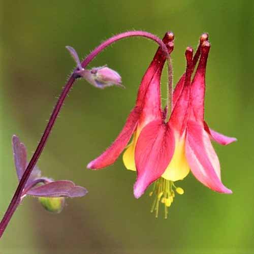 A close up square image of Aquilegia 'Eastern Red' with red and yellow petals pictured on a soft focus background.