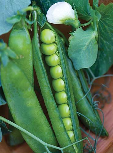 A close up vertical image of 'Easy Peasy' pods freshly harvested with one slightly open to reveal the peas inside.