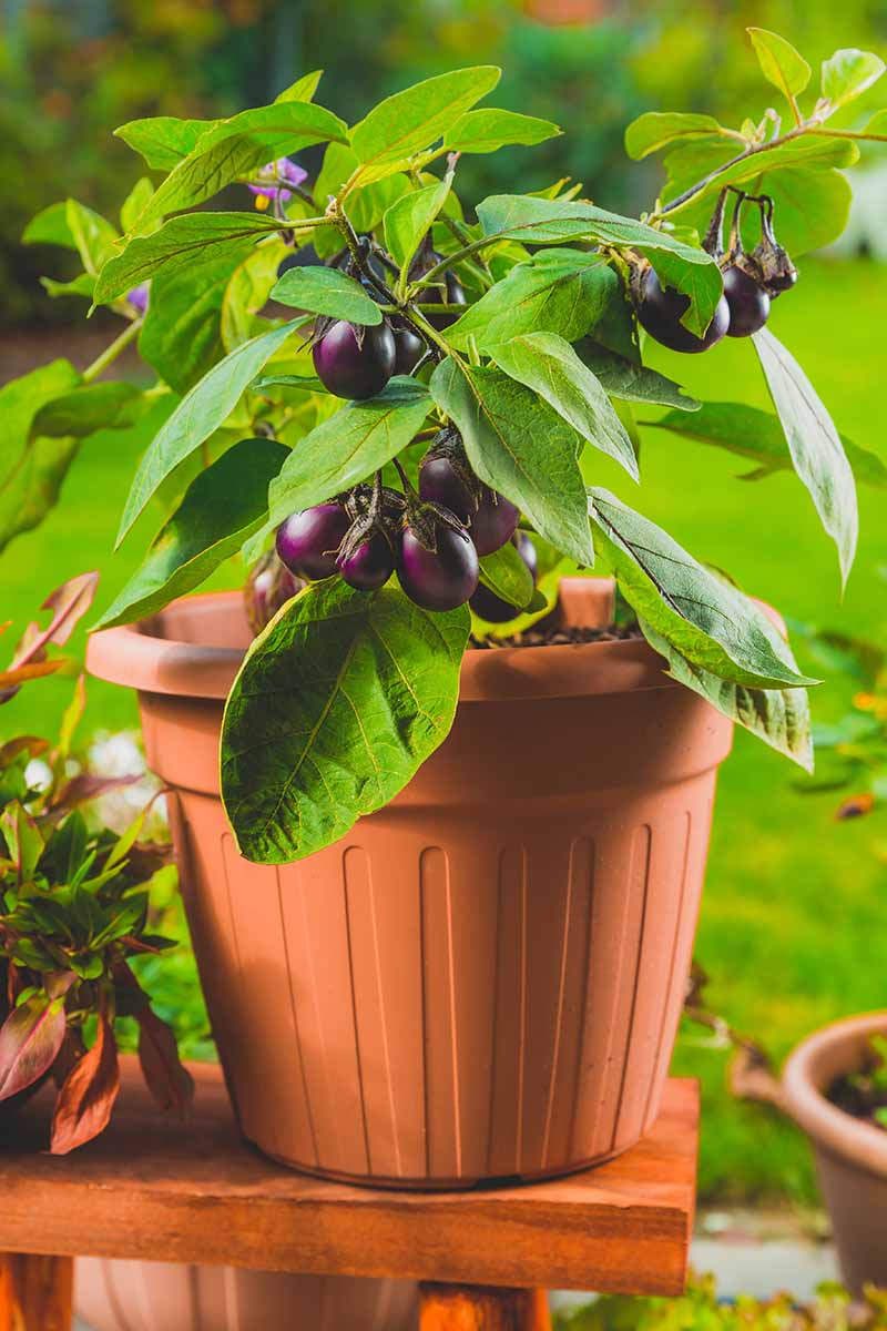 A close up vertical image of an eggplant with small ripe fruits growing in a pot set outdoors.