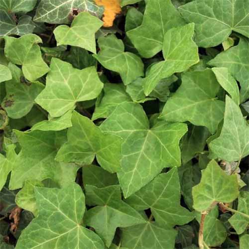 A close up square image of the foliage of English ivy growing outdoors.