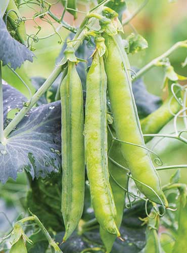 A close up vertical image of 'First 13' peas growing in the garden with droplets of water covering the pods and foliage in soft focus in the background.