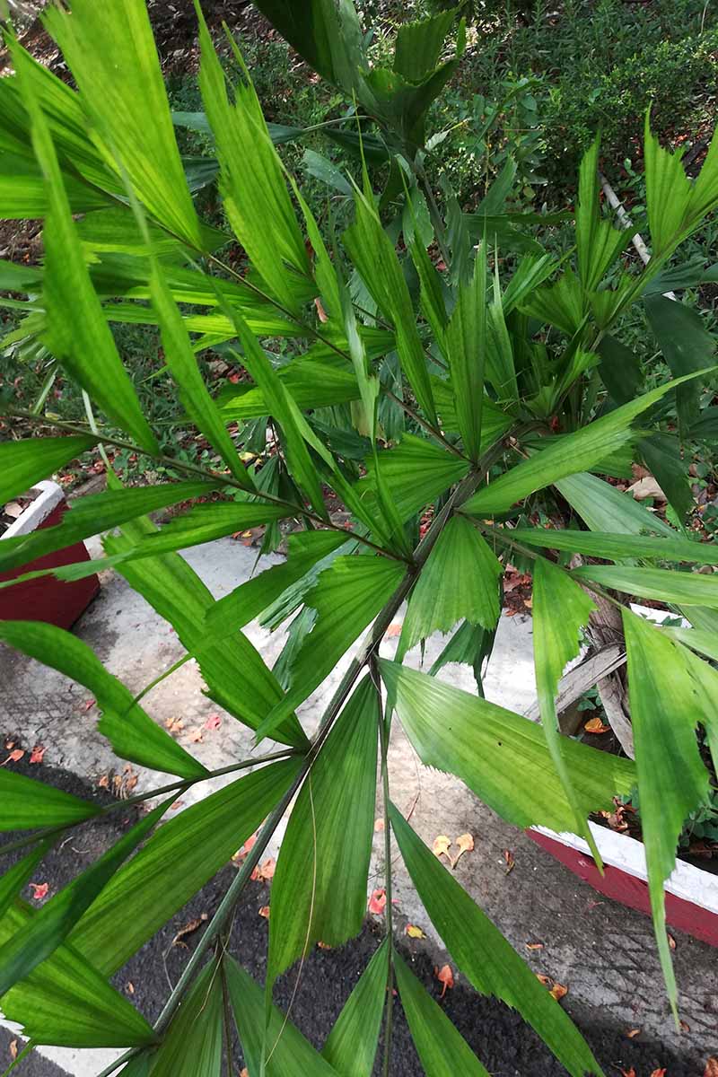 A close up vertical image of the foliage of fishtail palm growing outdoors in a wooden planter.
