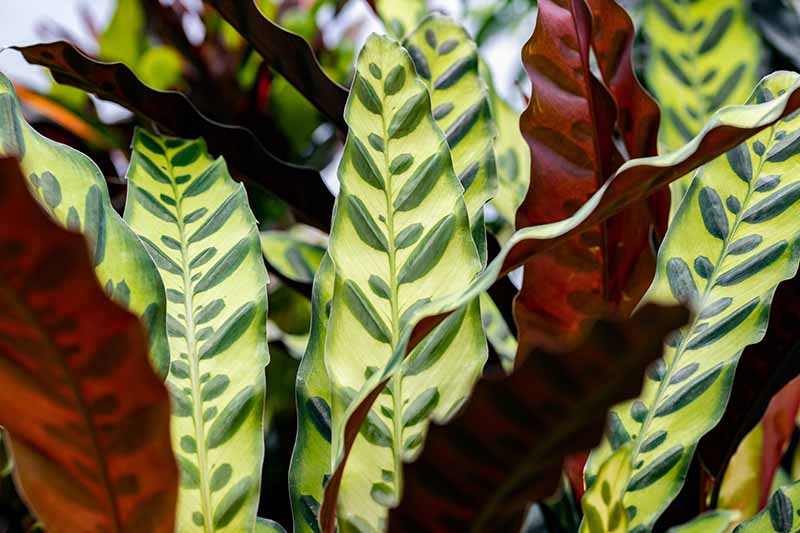 A close up horizontal image of the foliage of Goeppertia insignis, the rattlesnake plant.