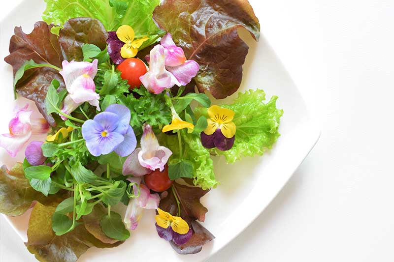 A close up horizontal image of a fresh salad on a white plate with lettuce and edible flowers.