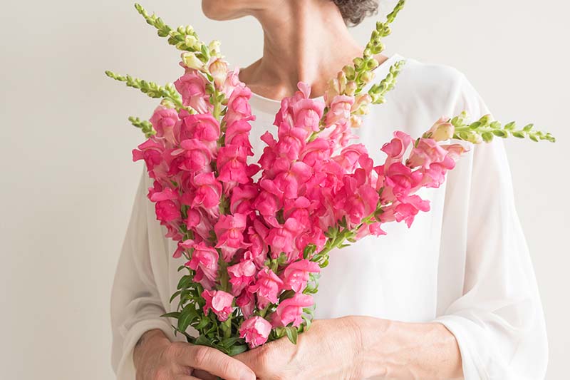 A close up horizontal image of a woman holding a bouquet of freshly picked Antirrhinum flowers.