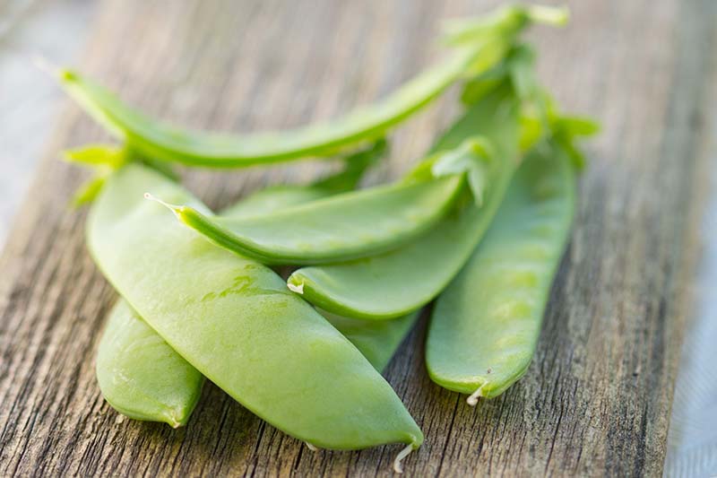 A close up horizontal image of freshly picked snow peas set on a rustic wooden surface.