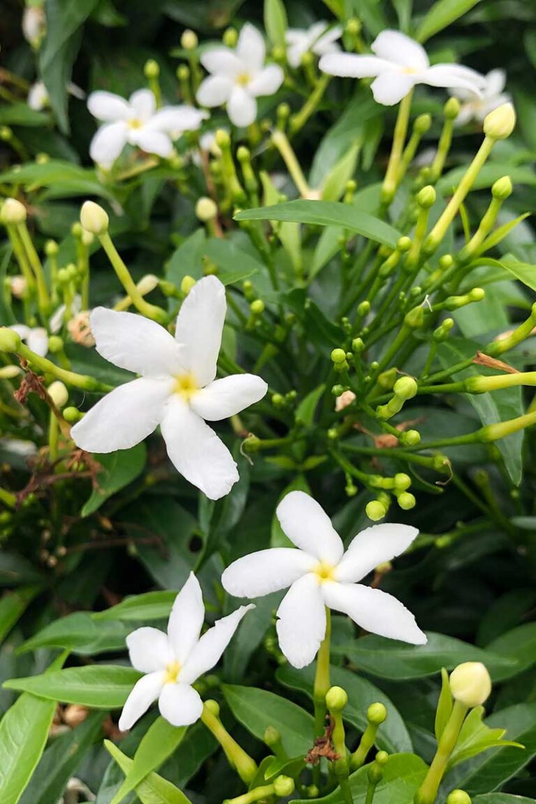 How to Manage Gardenia Winter Cold Damage Gardener’s Path