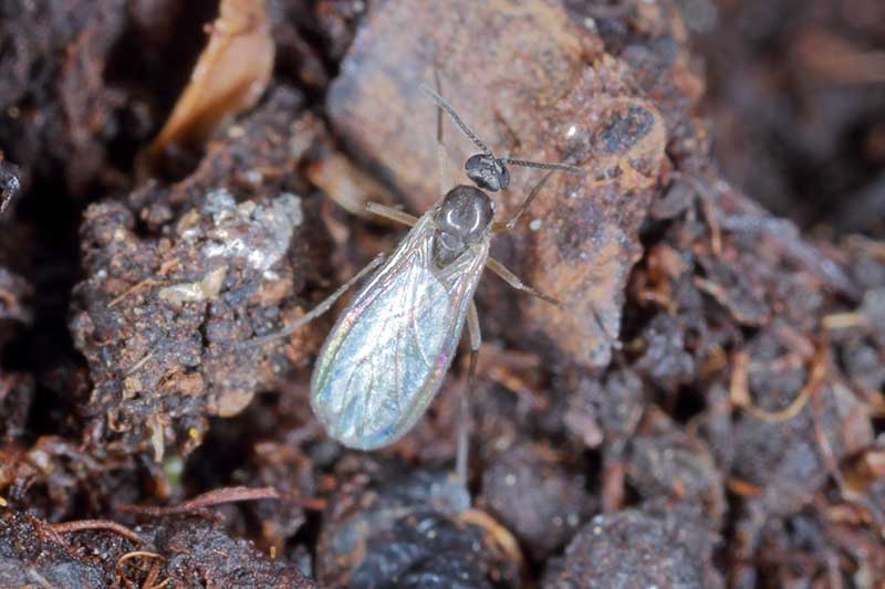 A close up horizontal image of a fungus gnat on the surface of the soil.