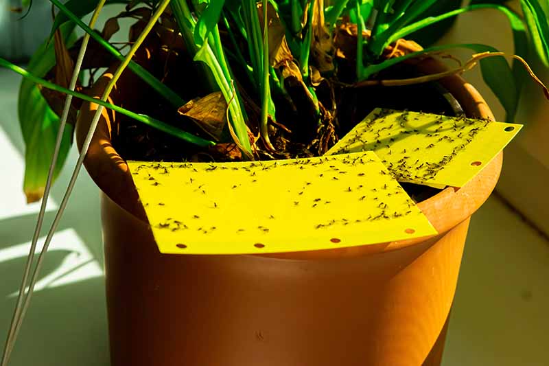 A close up horizontal image of a houseplant growing in a container with yellow sticky traps with a lot of pests adhered to them.