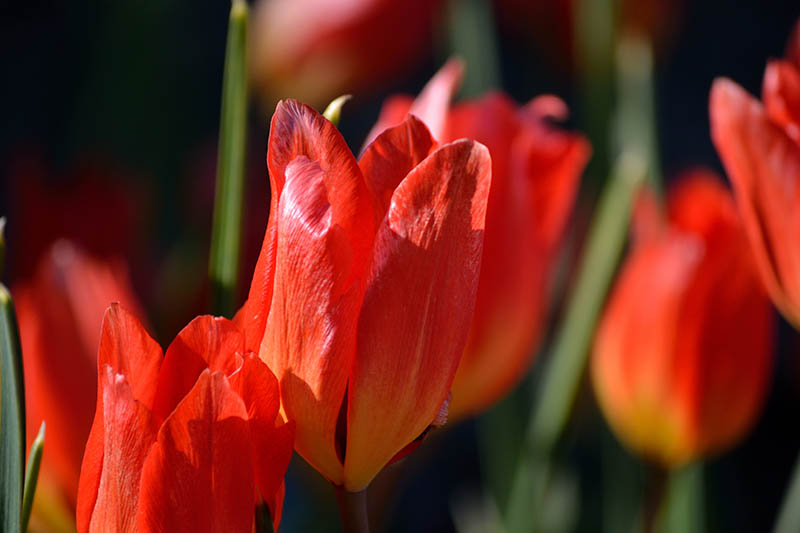 A close up horizontal image of red 'Fusilier' tulip flowers pictured on a soft focus background.
