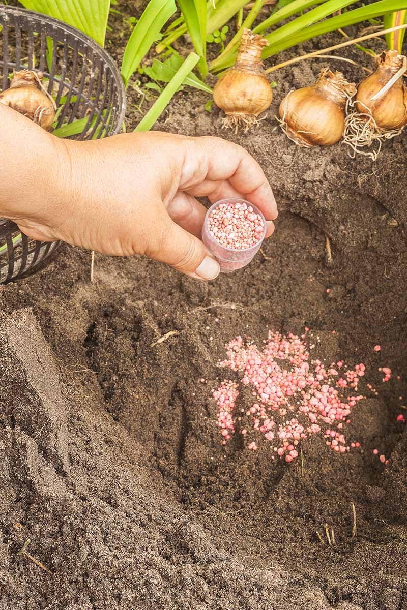 A close up vertical image of a hand from the left of the frame pouring granular fertilizer into a hole in the garden prior to planting flowers.