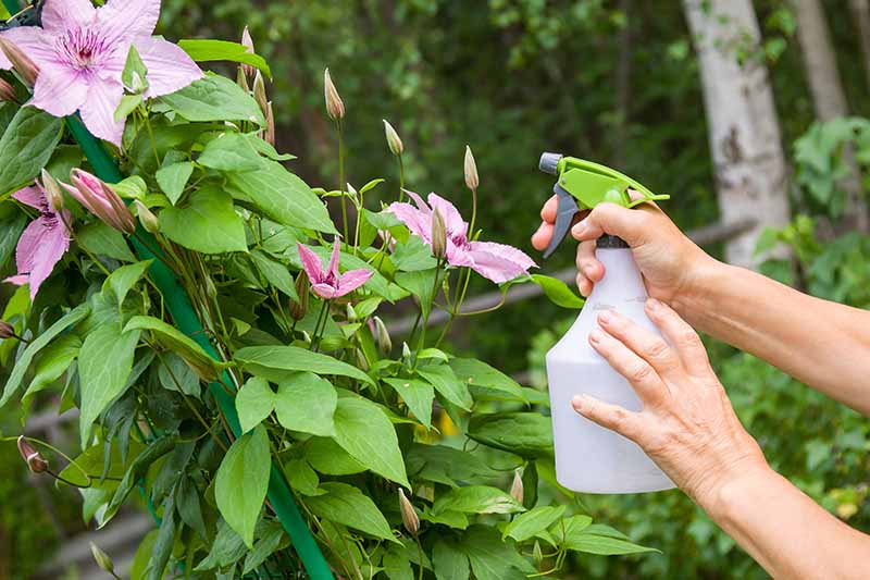 A close up horizontal image of a gardener holding a bottle spraying a flowering clematis vine growing in the garden.