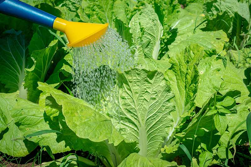 A close up horizontal image of a yellow nozzle watering cabbages growing in the garden.