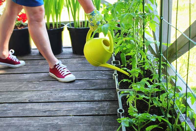 A close up horizontal image of a gardener using a watering can to irrigate tomato plants growing in planters on a wooden deck.