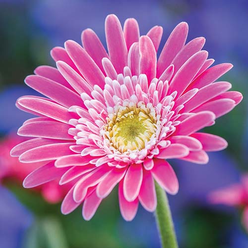 A close up square image of a pink 'Garvinea Sweet Memories' flower pictured on a soft focus background.