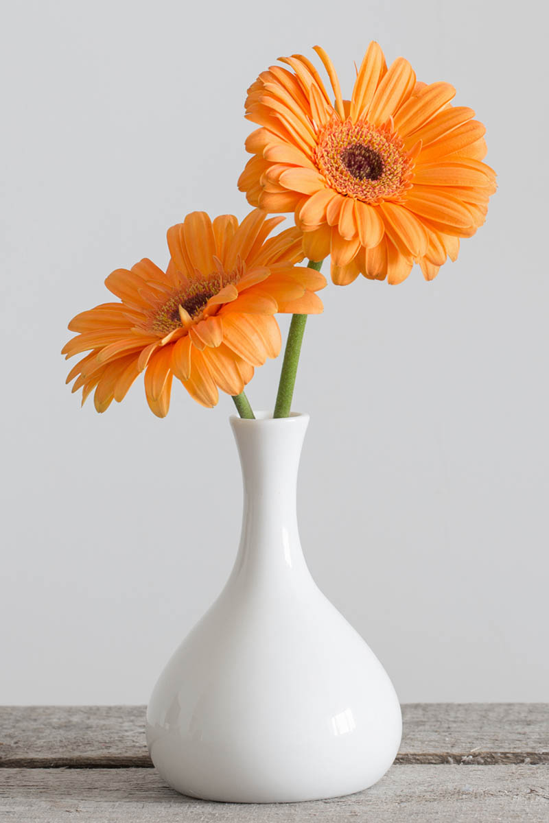 A close up vertical image of a small white vase with two orange gerbera daisies set on a wooden surface.
