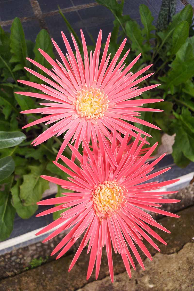 A close up vertical image of bright red star-shaped gerbera daisies growing in a garden border.