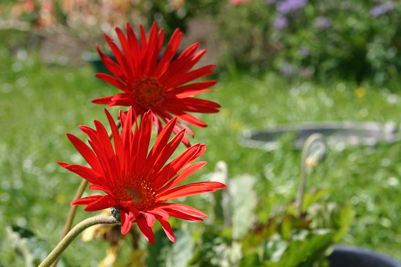 A close up horizontal image of bright red gerbera daisies growing in a sunny garden.
