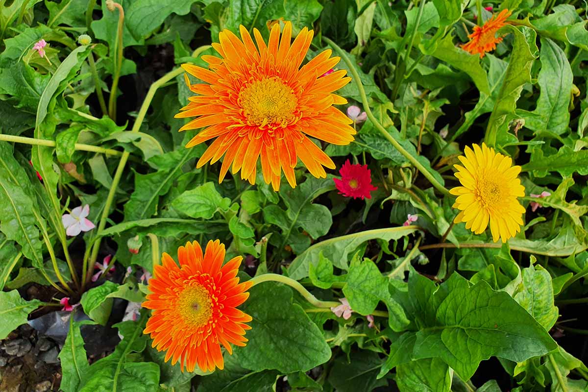 A close up horizontal image of orange and yellow Gerbera jamesonii daisies growing in the garden.
