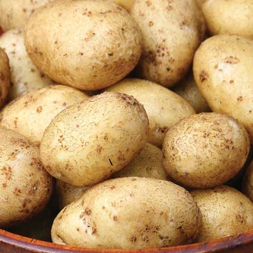A close up square image of a bowl filled with Solanum tuberosum 'German Butterball.'