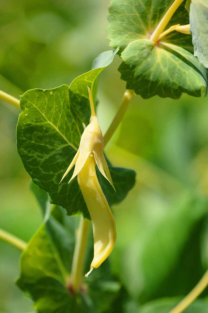 A close up vertical image of golden (yellow) snow peas growing in the garden pictured in bright sunshine on a soft focus background.