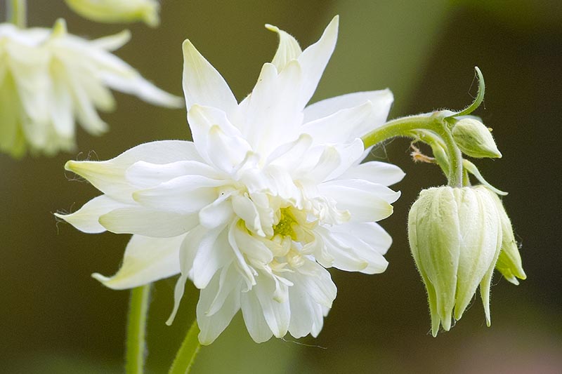 A close up horizontal image of light green and white 'Green Apples' columbine flowers pictured on a soft focus background.