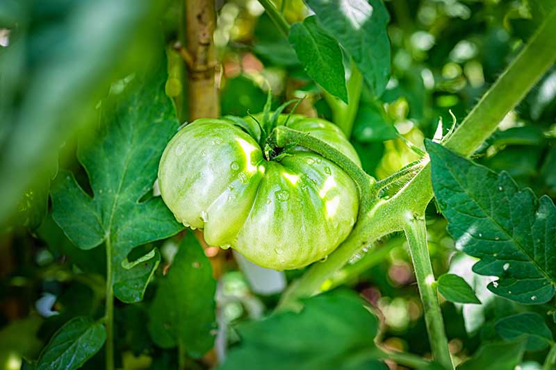 A close up horizontal image of an unripe green tomato growing on the vine with water droplets on the surface of the fruit.