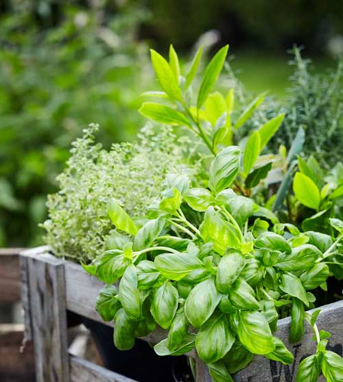 Assorted fresh herbs growing in pots in a rustic wooden crate.