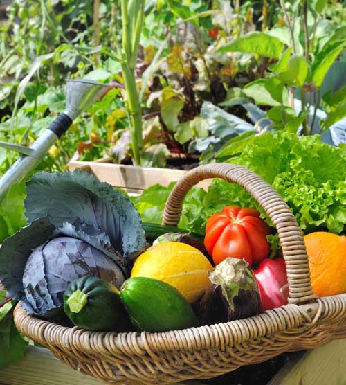 Basket of freshly harvested vegetables with a veggie garden in the background.