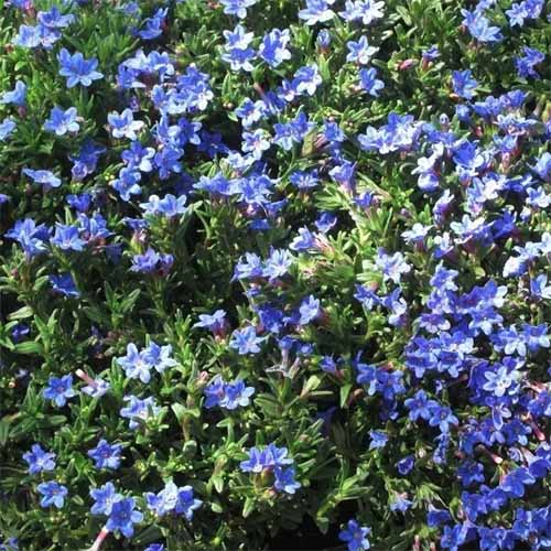 A close up square image of Lithodora 'Heavenly Blue' growing in the garden as a ground cover.