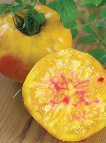 A close up vertical image of a sliced and whole 'HIllbilly' yellow tomato set on a wooden surface.