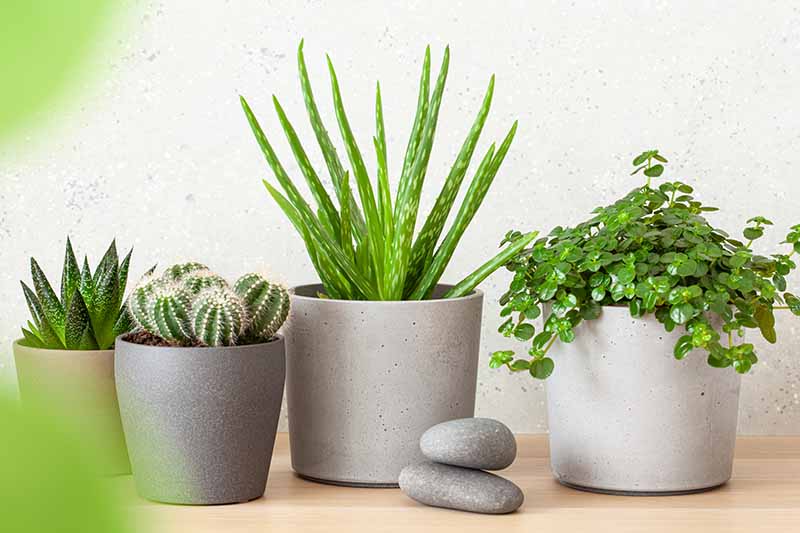 A close up horizontal image of a collection of succulent plants growing in concrete planters set on a wooden surface.