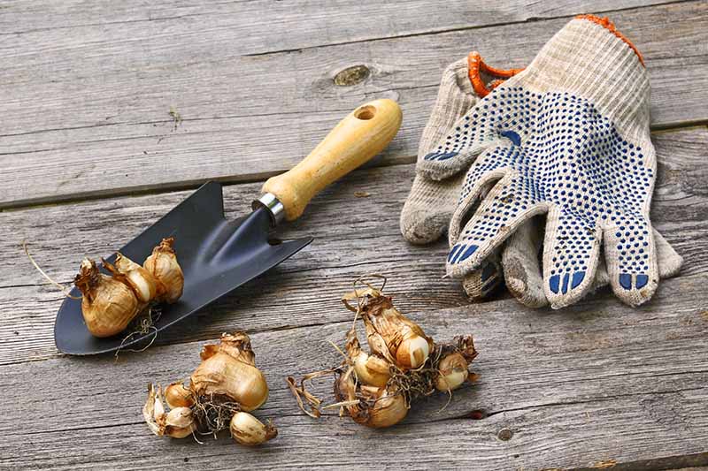 A close up horizontal image of daffodil bulbs set on a wooden surface with a trowel and a pair of gloves.