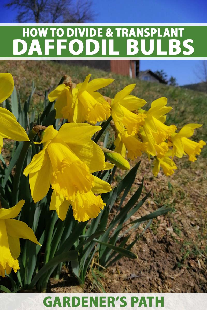A close up vertical image of bright yellow daffodils growing on a hillside on a blue sky background. To the top and bottom of the frame is green and white printed text.