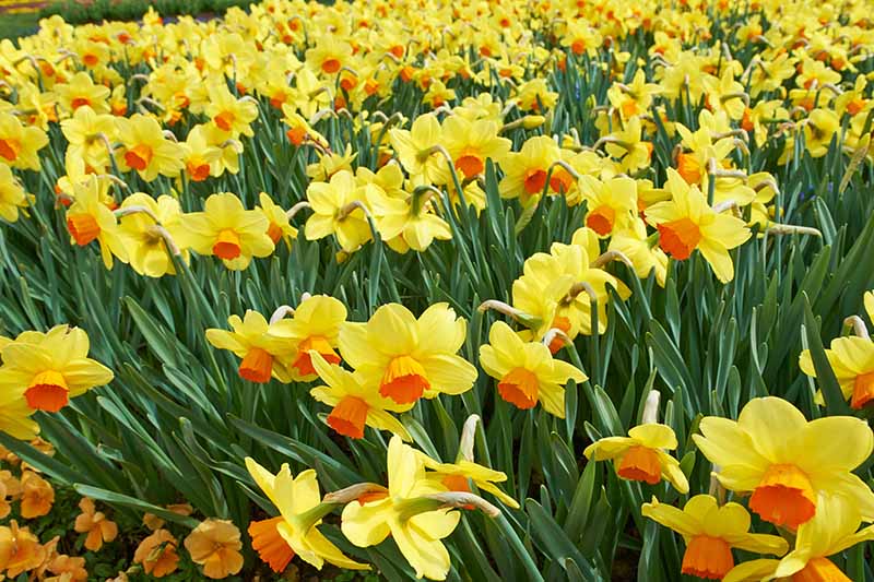 A close up horizontal image of a large swath of yellow and orange daffodils growing in the garden.
