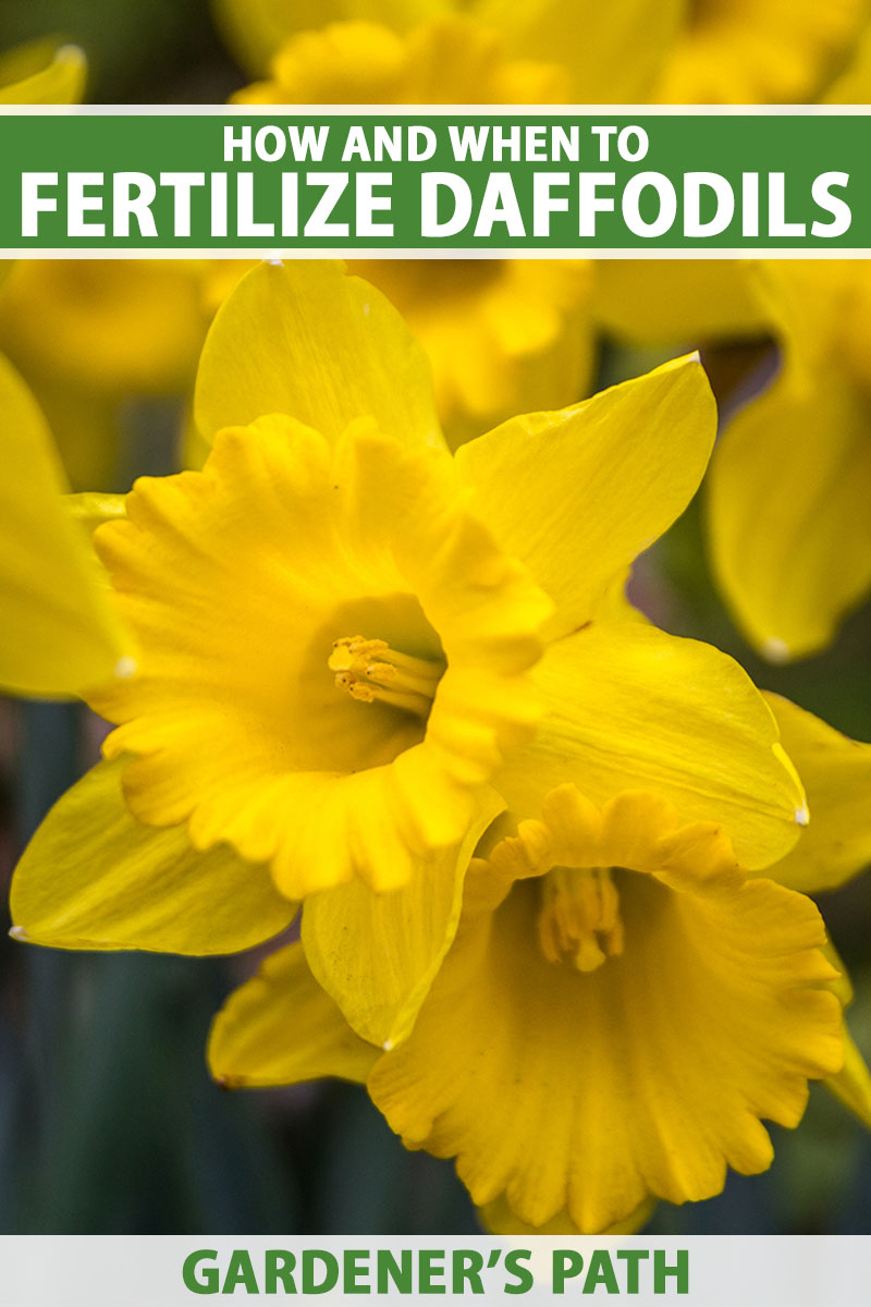 A close up vertical image of bright yellow daffodils growing in the garden. To the top and bottom of the frame is green and white printed text.